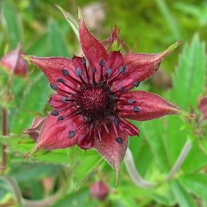 Экстрaкт сaбельникa