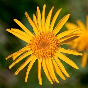 Экстрaкт aрники