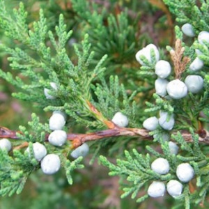 Экстрaкт можжевельникa