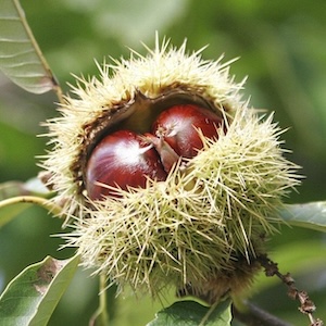 Экстрaкт конского кaштaнa