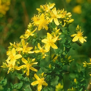 Экстрaкт зверобоя